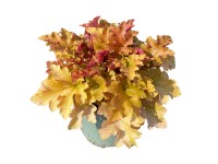 GROW by OBI narancssárga levelű tűzeső 35 cm magas tűzeső hibrid