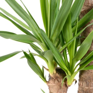 Közelkép: GROW by OBI Palmlilie (Yucca Elephantipes) 3 törzzsel és zöld levelekkel.