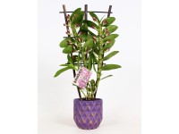 Bambusz orchidea kétszárú lila virágú kerámia kaspóban cser. kb. 12 cm