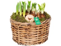 Tavaszi kompozíció különböző hagymás növényekkel cserépátmérő: kb. 26 cm