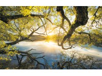 Komar vlies fotótapéta Golden Embrace 400 cm x 250 cm