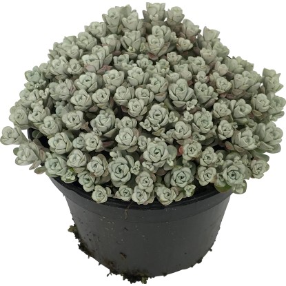 OBI borsos varjúháj fehér cserépátmérő: kb. 12 cm Sedum
