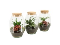 Szobanövény válogatás parafadugós üvegben átmérő kb. 17 cm