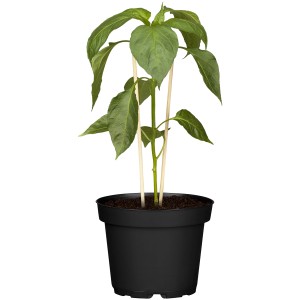 Sárga paprika növény (Capsicum annuum) cserépben, kb. 12 cm Ø.