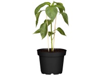 Paprika sárga cserépátmérő kb. 12 cm Capsicum annuum