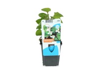 OBI kaméleonlevél fehér cserépátmérő: kb. 9 cm Houttuynia cordata