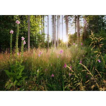 Komar vlies fotótapéta Summer Glade 350 cm x 250 cm