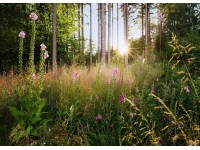 Komar vlies fotótapéta Summer Glade 350 cm x 250 cm