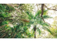 Vlies fotótapéta Touch the Jungle 450 cm x 280 cm