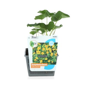 Sárga réti margitvirág (Caltha palustris) 18 cm-es cserépben kerti tavakhoz és vizes élőhelyekhez.
