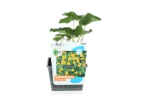 OBI mocsári gólyahír sárga cserépméret: kb. 18 cm x 18 cm Caltha palustris