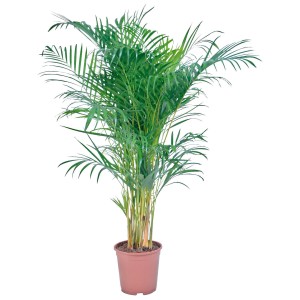 Aranypálma (Chrysalidocarpus) cserépben, zöld szobanövény világos helyekre.