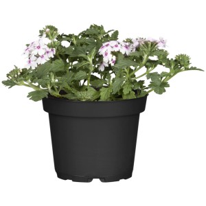 GROW by OBI Vasfű cserépben, Verbena Hybrida fehér virágokkal és zöld levelekkel.