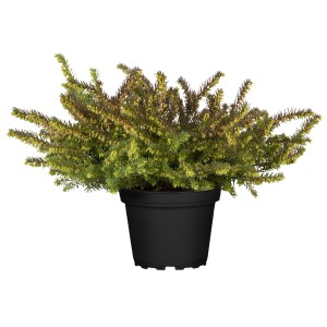 Téli hanga Erica cserépben, kb. 13 cm Ø, örökzöld növény ágyásokba, erkélyekre és teraszokra.