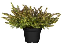 Örökzöld hanga cserépátmérő: kb. 15 cm Erica darleyensis Örökzöld hanga cserépátmérő: kb. 15 cm Erica darleyensis