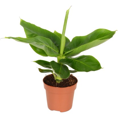 GROW by OBI Díszbanán "Tropicana" cserépátmérő: kb. 12 cm Musa
