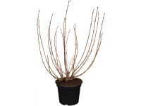 OBI rózsalonc OBI rózsalonc