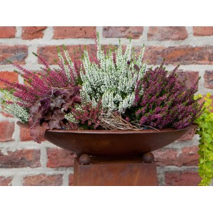 Csarab (Calluna vulgaris) cserépben rózsaszín, fehér és lila virágokkal egy virágtartóban.
