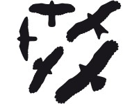 Swissinno ablakmatrica madarak 5 darab