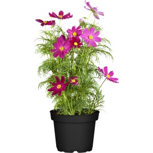 Cserepes pillangóvirág (Cosmos bipinnatus) színválasztékban, kb. 13 cm-es cserépátmérővel.
