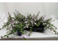 Bacopa kék 10,5 cm Bacopa kék 10,5 cm