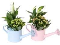 Korallvirág cink öntözőkannában cserépátmérő: kb. 11 cm