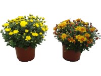 Krizantém kb 15 cm cserépben Krizantém kb 15 cm cserépben