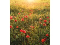 Vlies fotótapéta Poppy World 250 cm x 280 cm