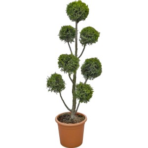 Formázott ciprus 'Castlewelland Gold' cserépben, kb. 100 cm magas. Örökzöld formázott növény kertbe és cserépbe.