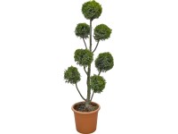 OBI Leyland-ciprus OBI Leyland-ciprus