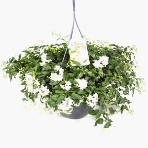 Jázminvirágú csucsor (Solanum laxum) cserépben, fehér virágokkal és zöld levelekkel.