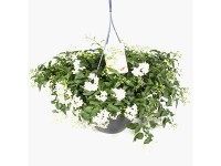 Jázmincsucsor cserépátmérő kb. 27 cm Solanum laxum Jázmincsucsor cserépátmérő kb. 27 cm Solanum laxum