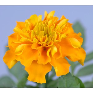 Narancssárga bársonyvirág (Tagetes patula) 10-es csomagban, kb. 10-15 cm magas.