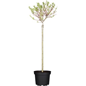 OBI Harlekinweide Hakuro Nishiki cserépben, kb. 60-80 cm magas, zöld-fehér márványozott levelekkel.
