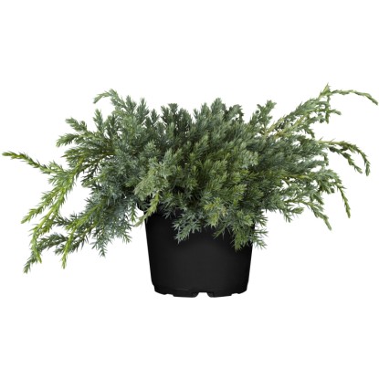 OBI "Blue Carpet" törpe boróka kék mag. kb. 5 - 10 cm cserép kb. 5 l Juniperus