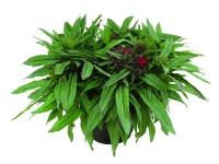 Törökszegfű (Dianthus barbatus) Törökszegfű (Dianthus barbatus)