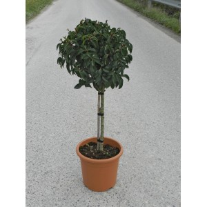 Portugál babérmeggy Angustifolia törzses fa cserépben, kb. 65 cm magas.