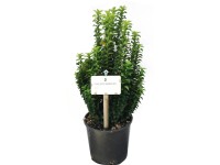 OBI japán kecskerágó OBI japán kecskerágó