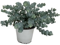 Eukaliptuszbokor cserépátmérő körülbelül 14 cm Eucalyptus cinerea