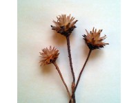 Plumosum dekor virág Natúr 3 darab