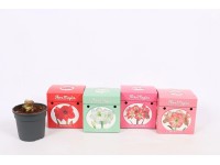 Amarillisz Amarillisz