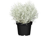 Párnacserje ezüst növény (Calocephalus) cserépátmérő kb. 11 cm fehér