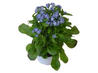 Nefelejcs különböző színekben cserépátmérő: kb. 10 cm Myosotis