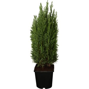 Kúp alakú ciprus 'Ellwoodii Silberblau' cserépben, kb. 10-20 cm magas. Örökzöld formázott növény kertbe és cserépbe.