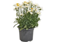 OBI óriás margaréta cserépátmérő: kb. 13 cm Leucanthemum