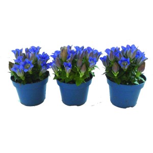 Három cserép kék-fehér kerti tárnics (Gentiana scabra) kék virágokkal és bimbókkal.