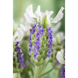 Közeli kép a lila GROW by OBI levenduláról (Lavandula stoechas) fehér fellevelekkel.