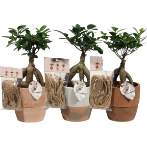 Ficus Ginseng kerámia függő cserépben, cserép kb. 12 cm, különböző színek.