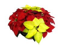 Mikulásvirág piros fehér 22 cm-es cserépben