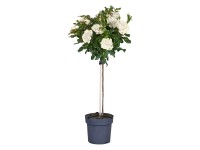 Alacsony törzsű rózsa Alacsony törzsű rózsa